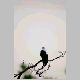 DSC_2968A.jpg